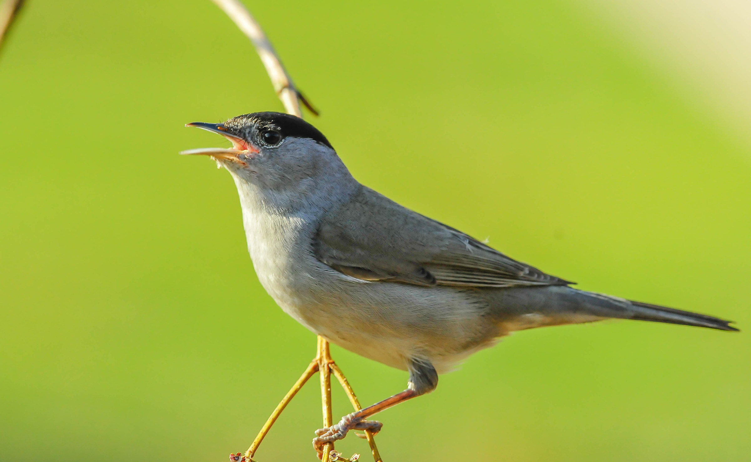 Blackcap (M)