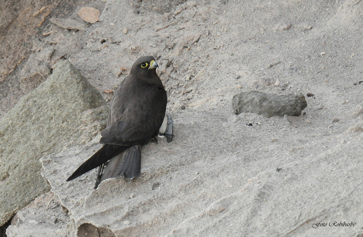 Falco ... predator ...