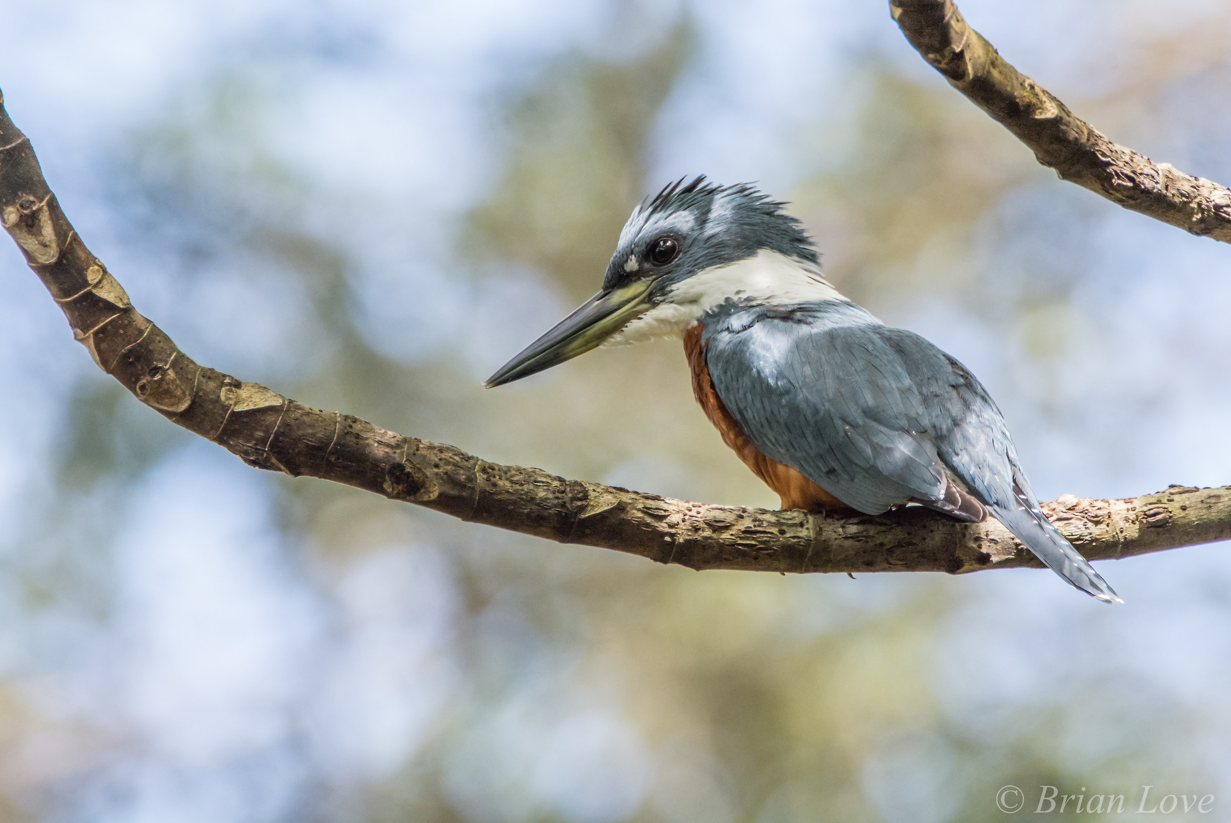 Ringed Kingfisher
