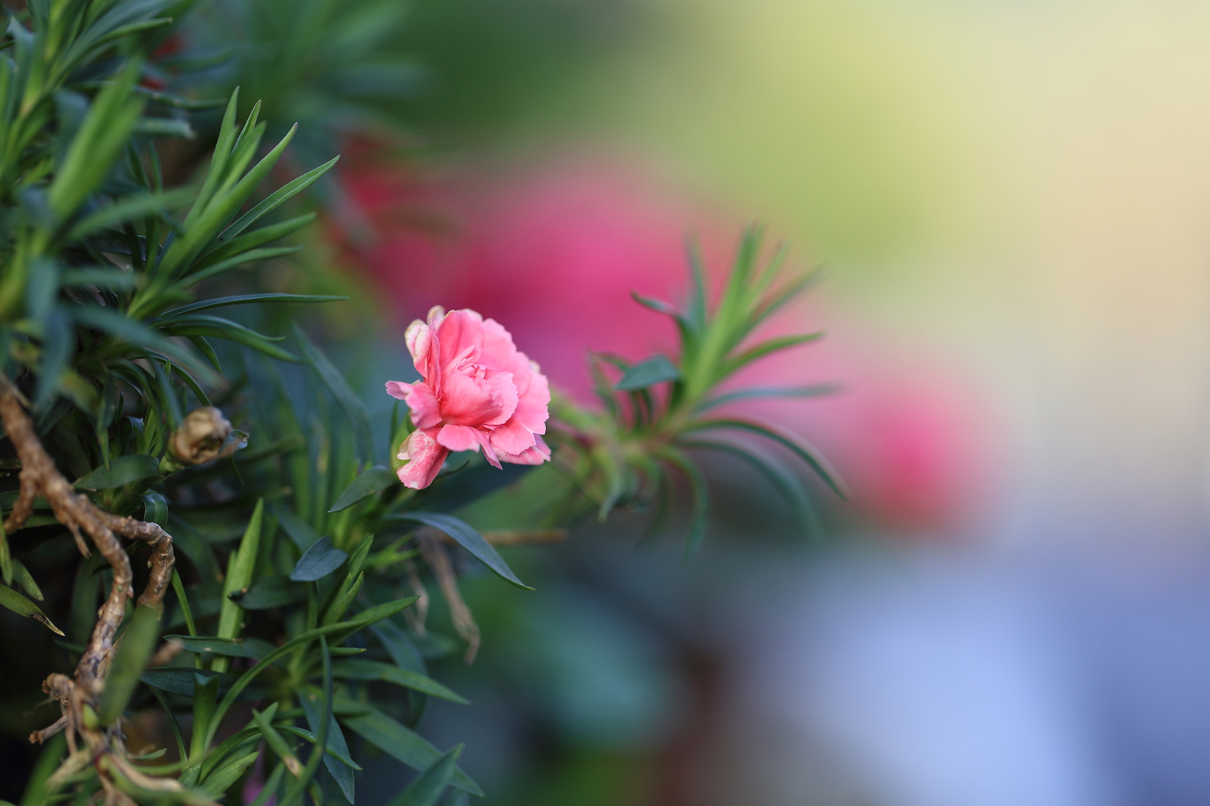 Nano geranio invernale...