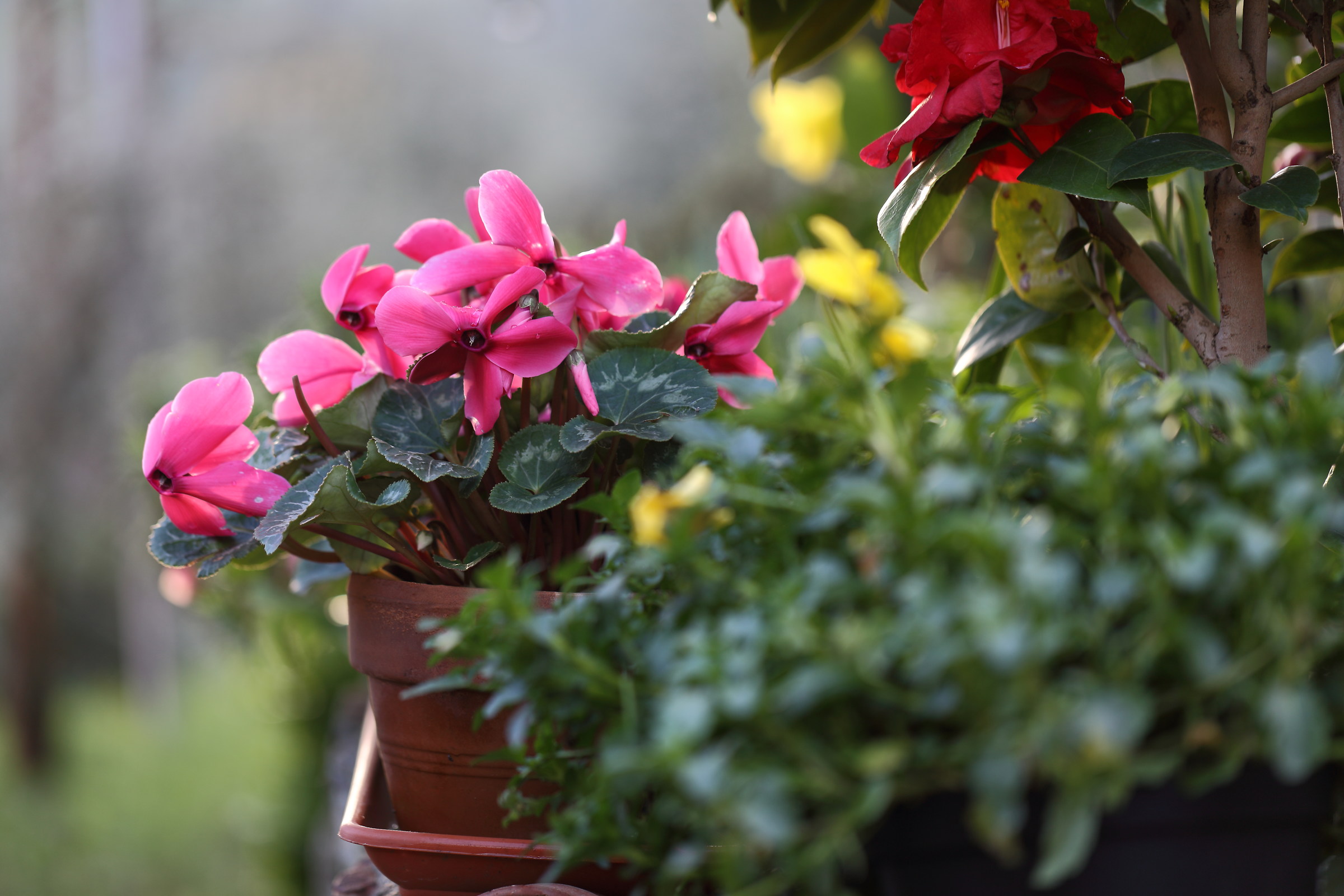 ...colori in inverno..