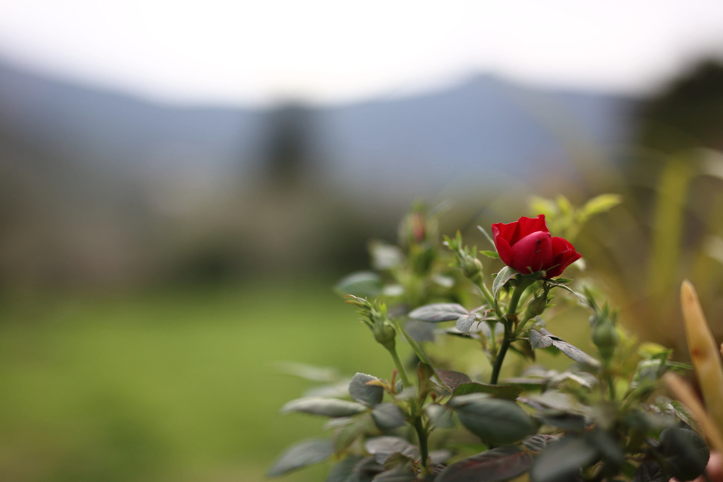 ...per i miei 52 anni..grazie Amore.