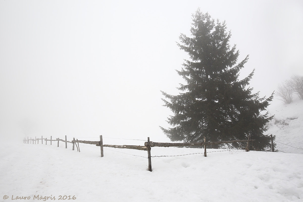 Recinzione nella nebbia