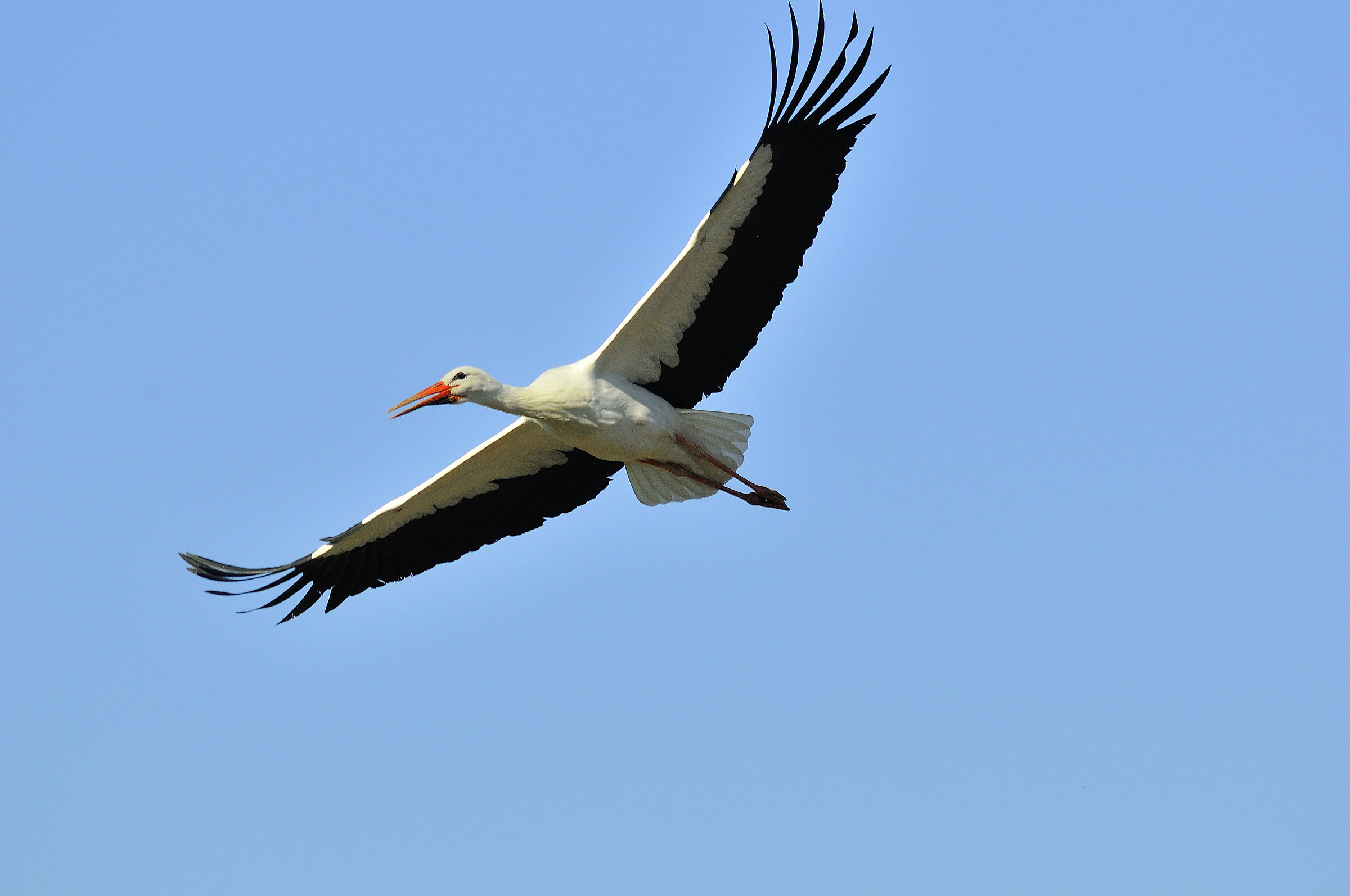 centro cicogne e anatidi racconigi