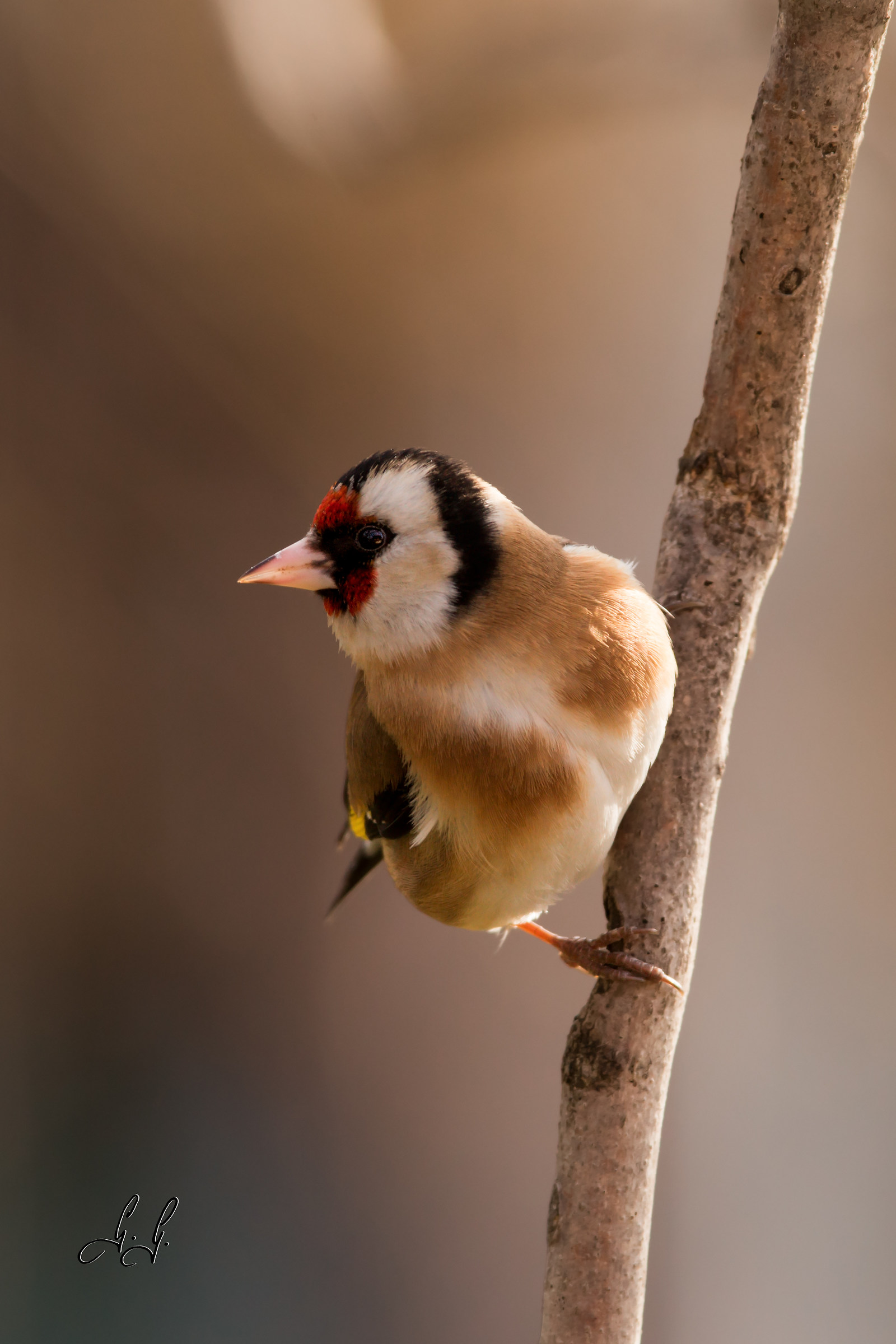 Goldfinch waiting