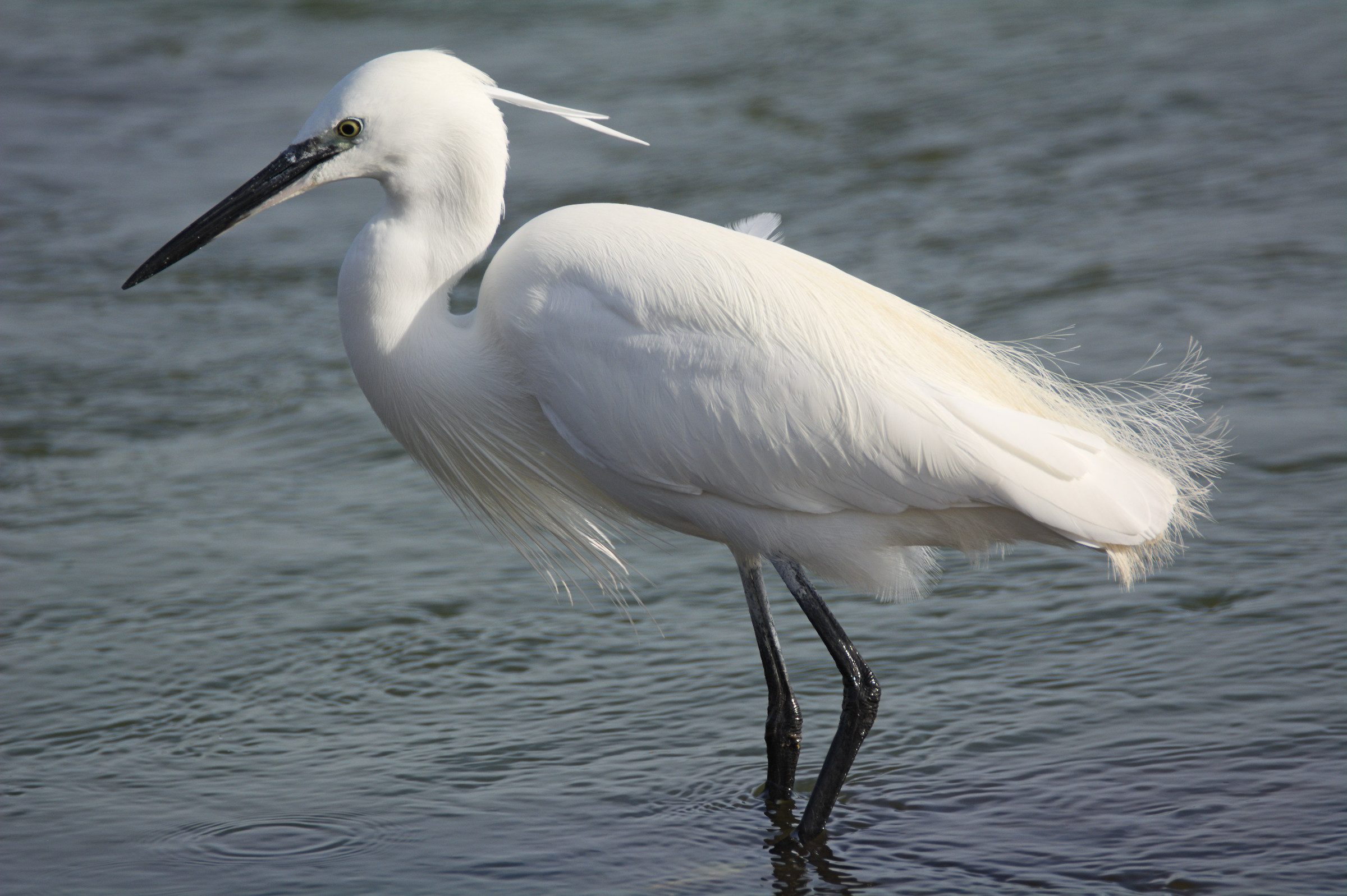 egret