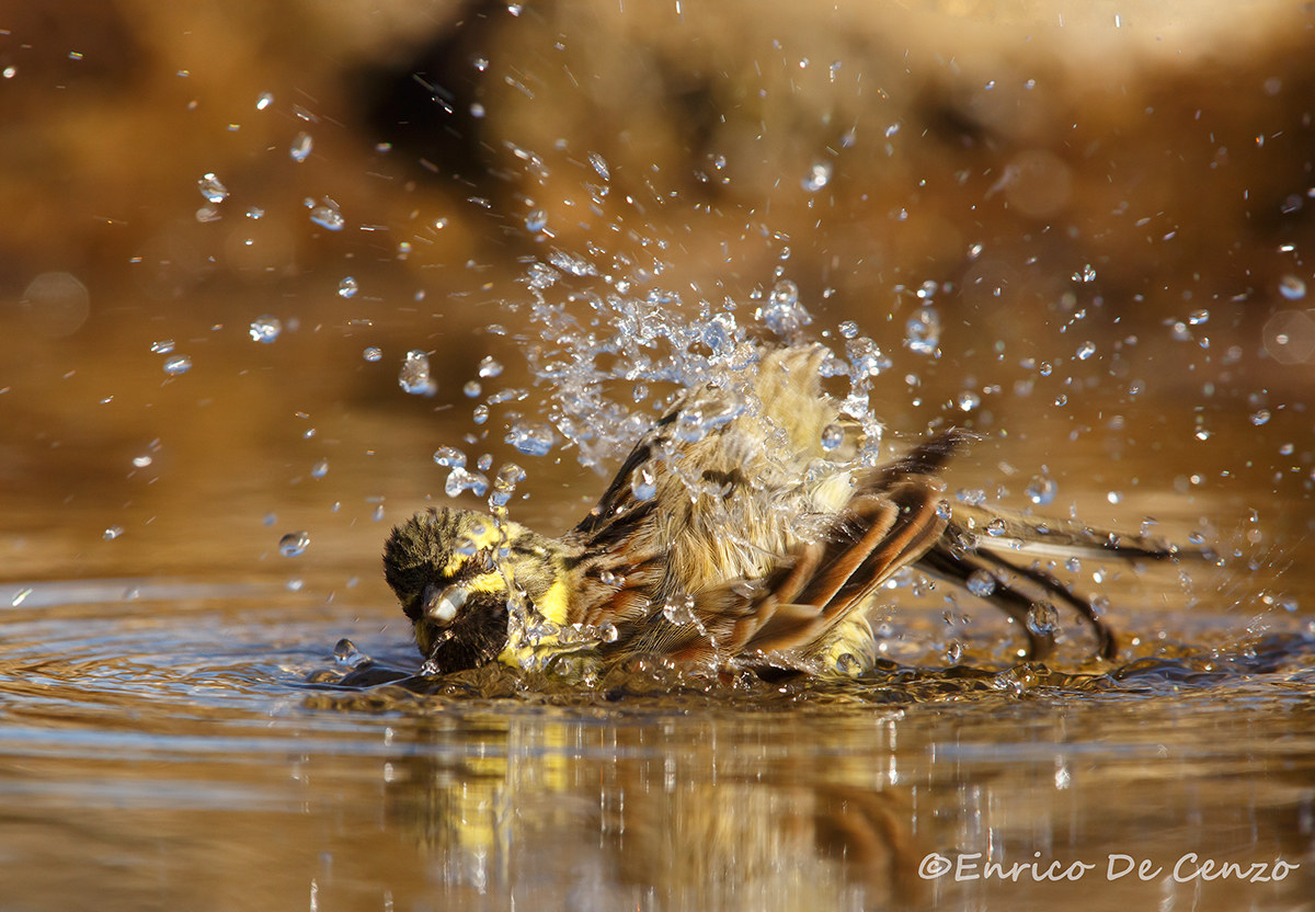 Bagnetto dello zigolo nero!