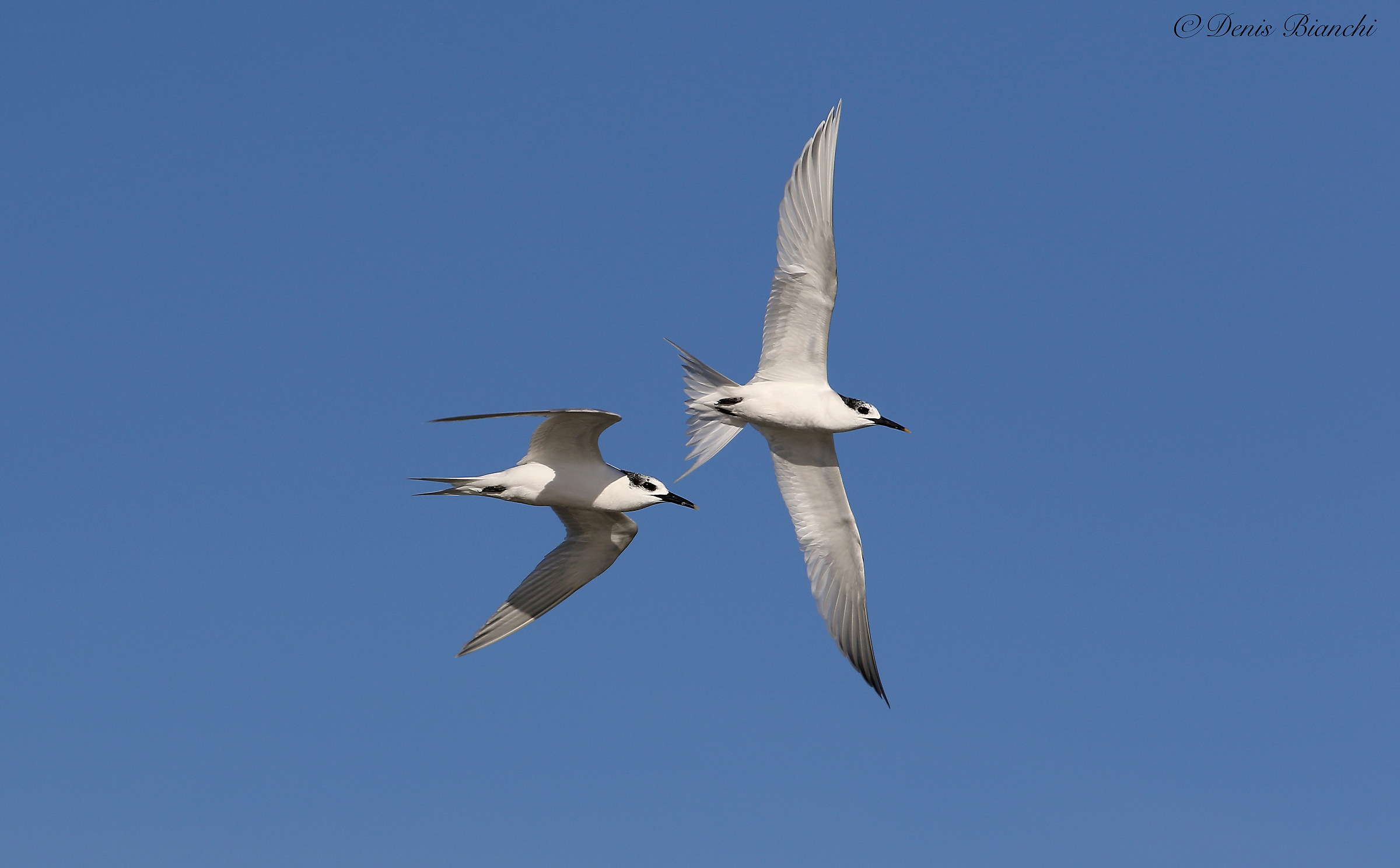 Sterne caugek in volo abbinato sulla riva Romagnola