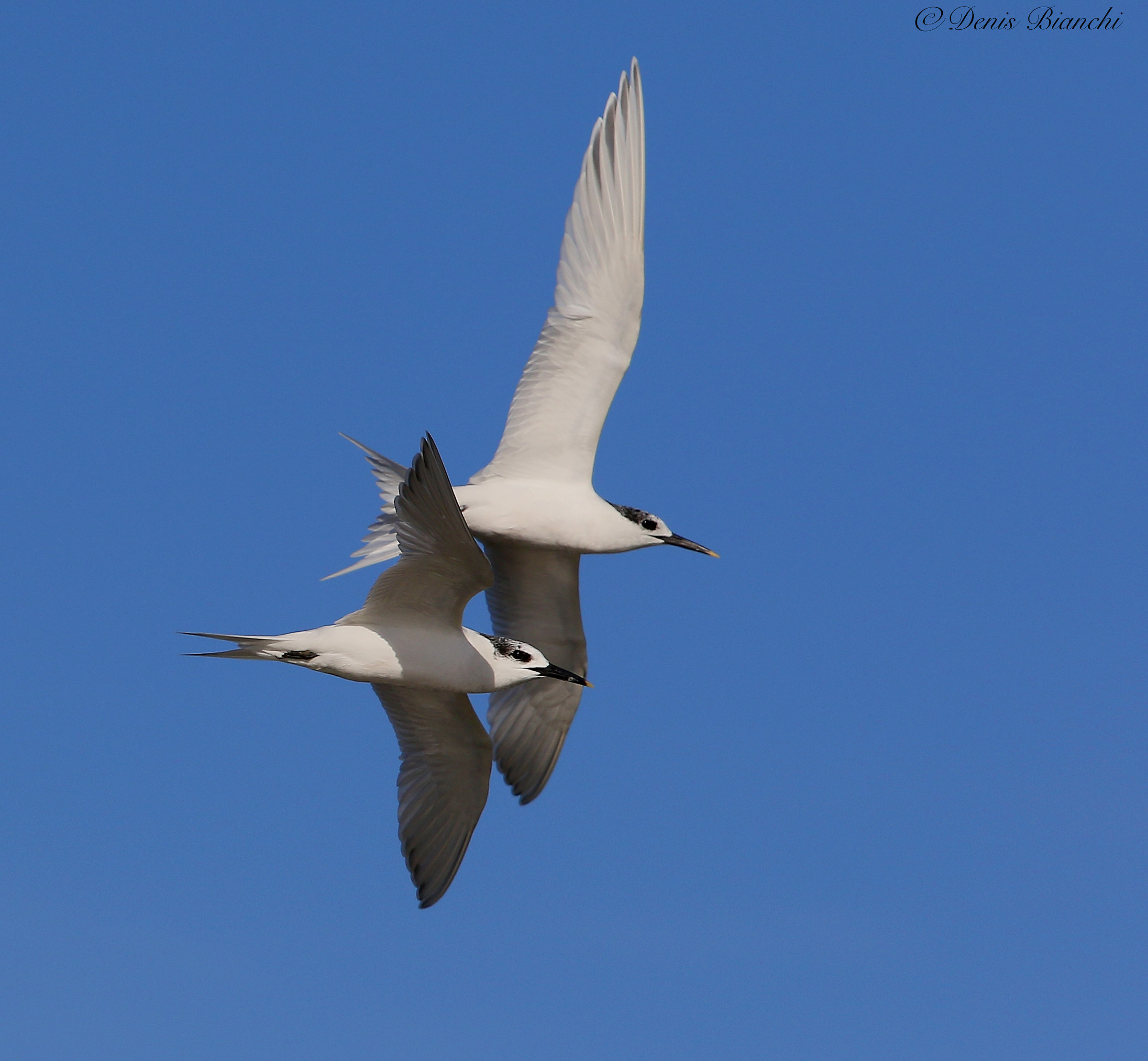 Sterne caugek  in volo abbinato sulla riva Romagnola