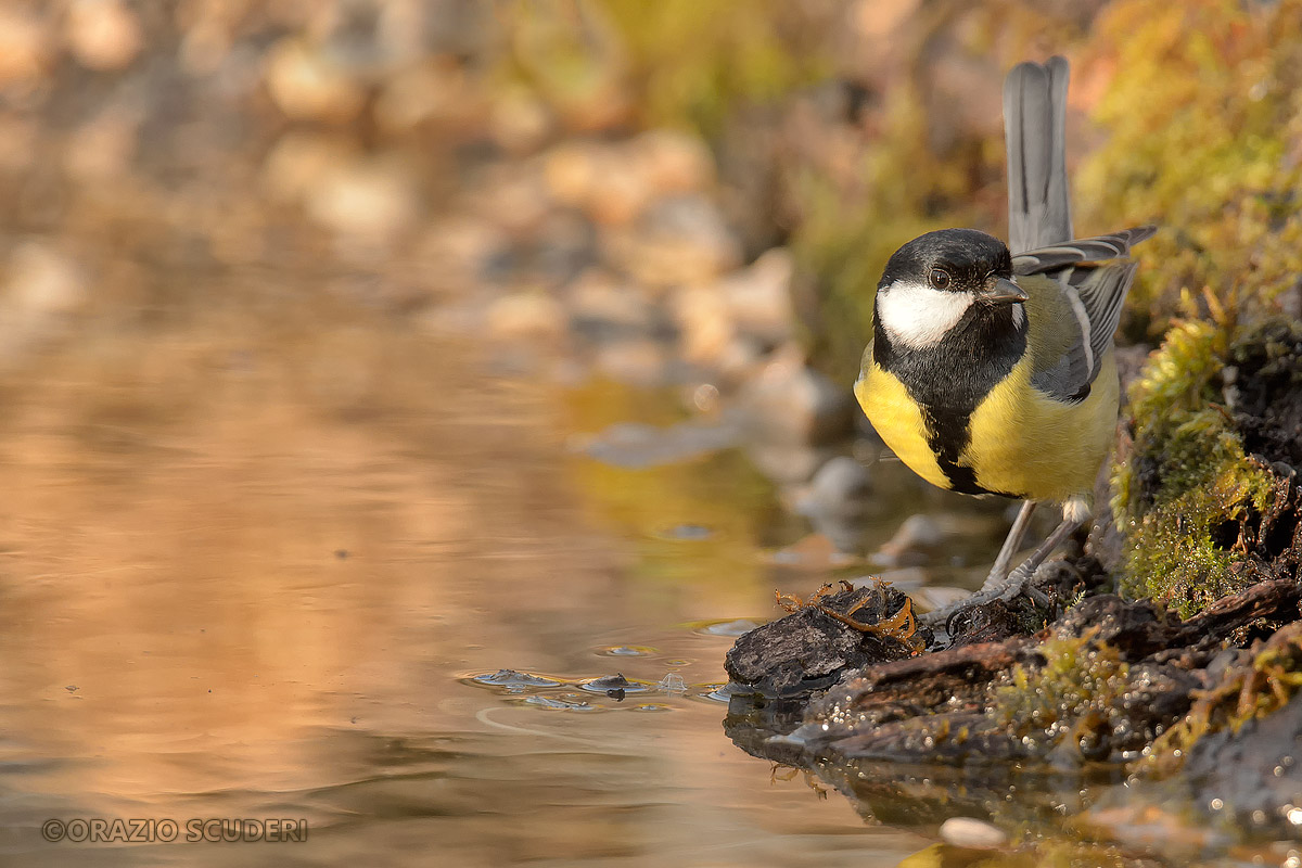 Parus major