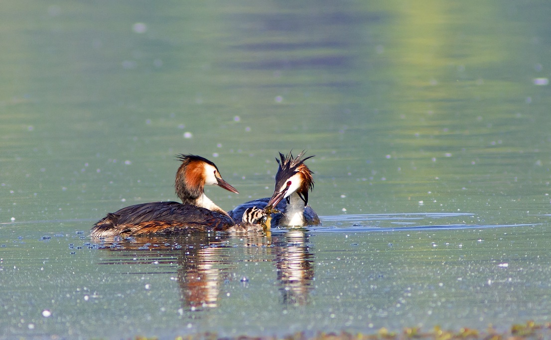Imbeccata di gambero