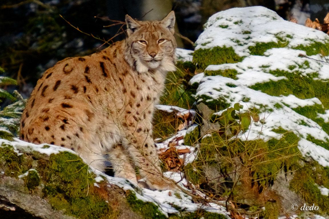 lynx