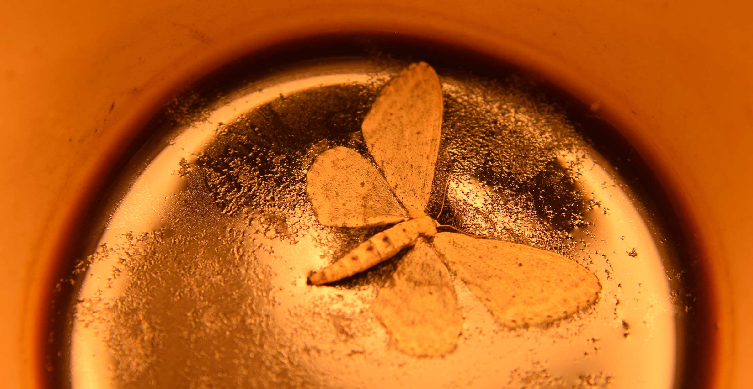 Lo dicevo io che il caffè fa male
