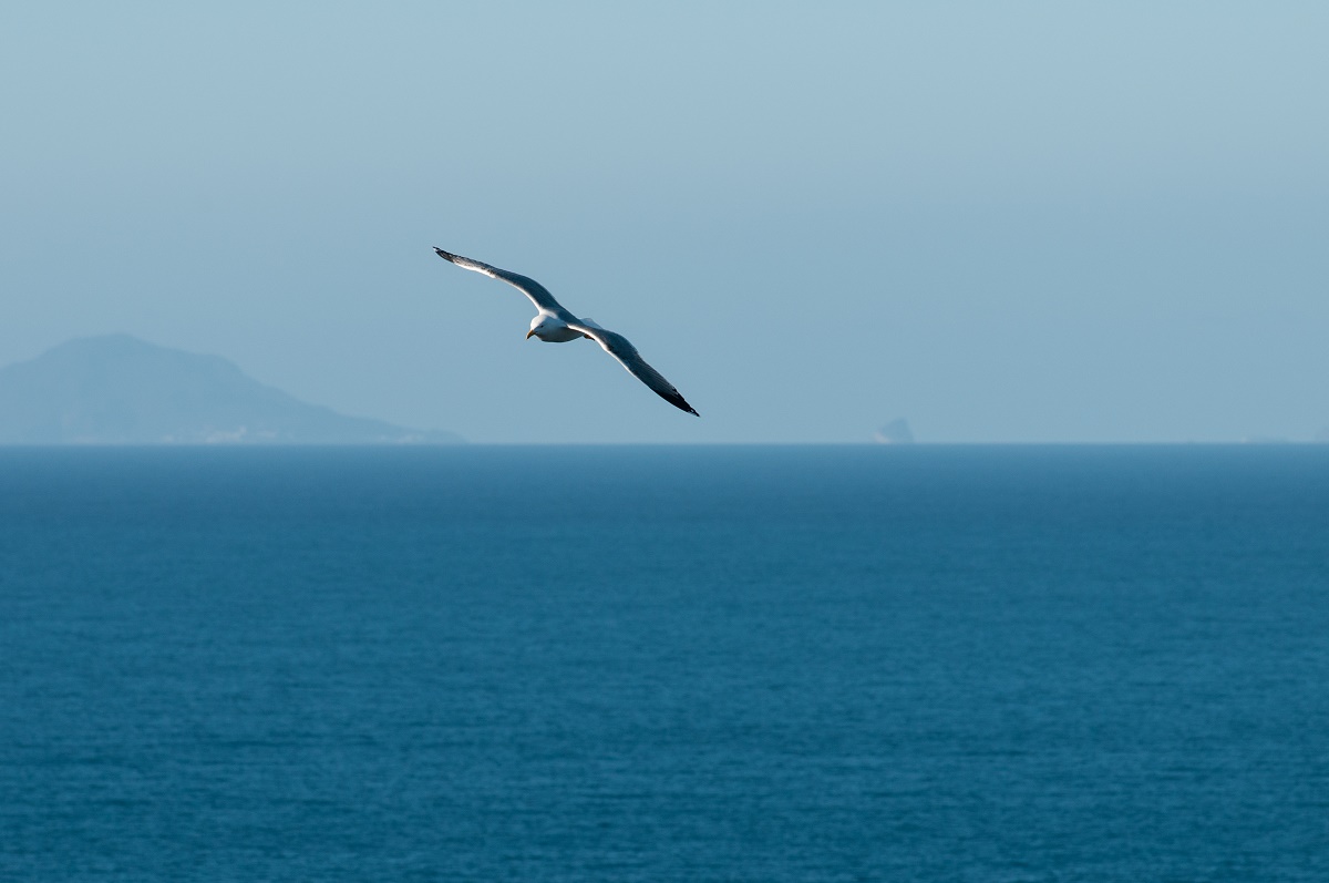 flitting about Milazzo