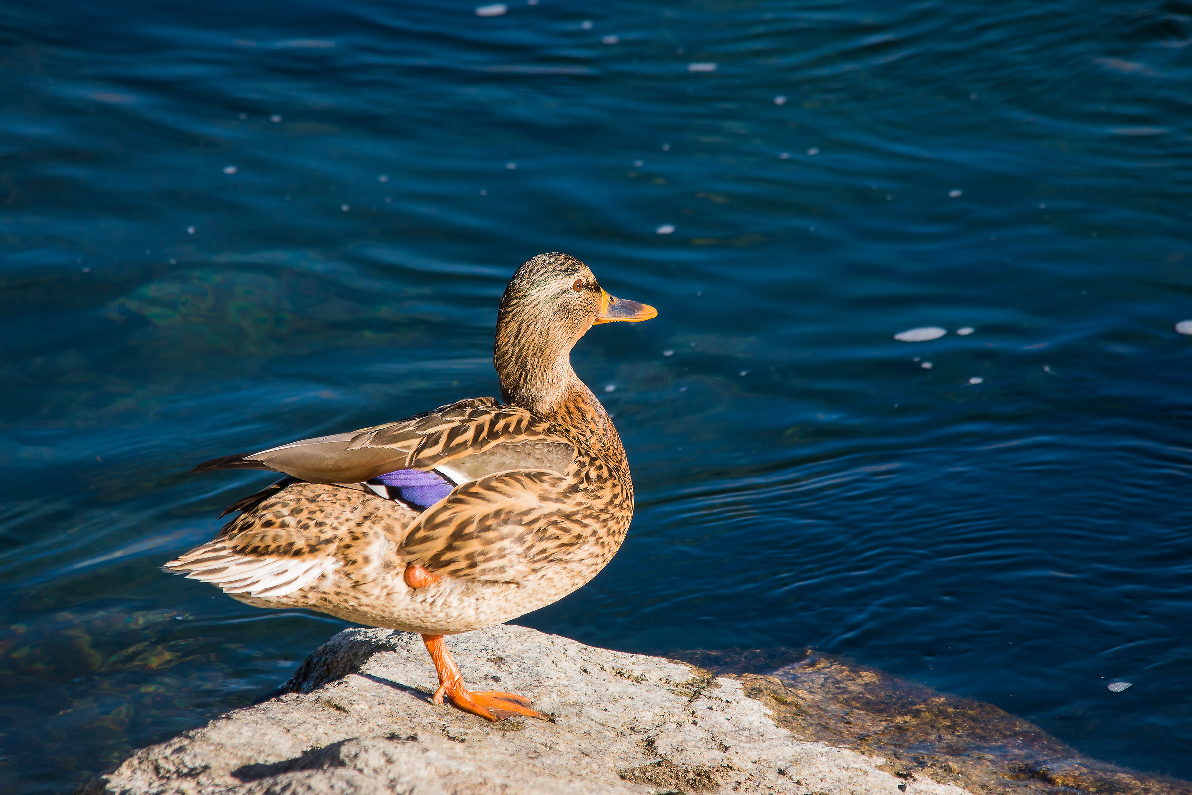 Germano reale femmina