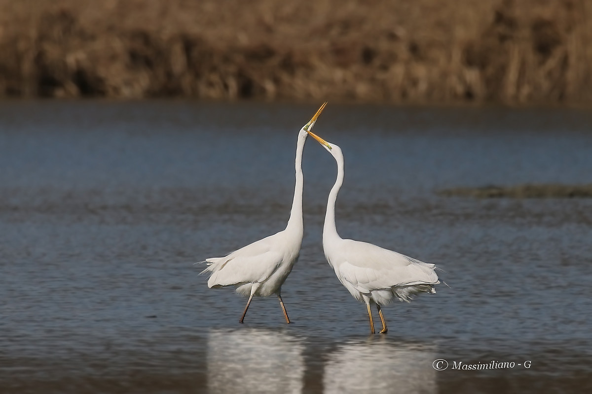 lots of kisses.......