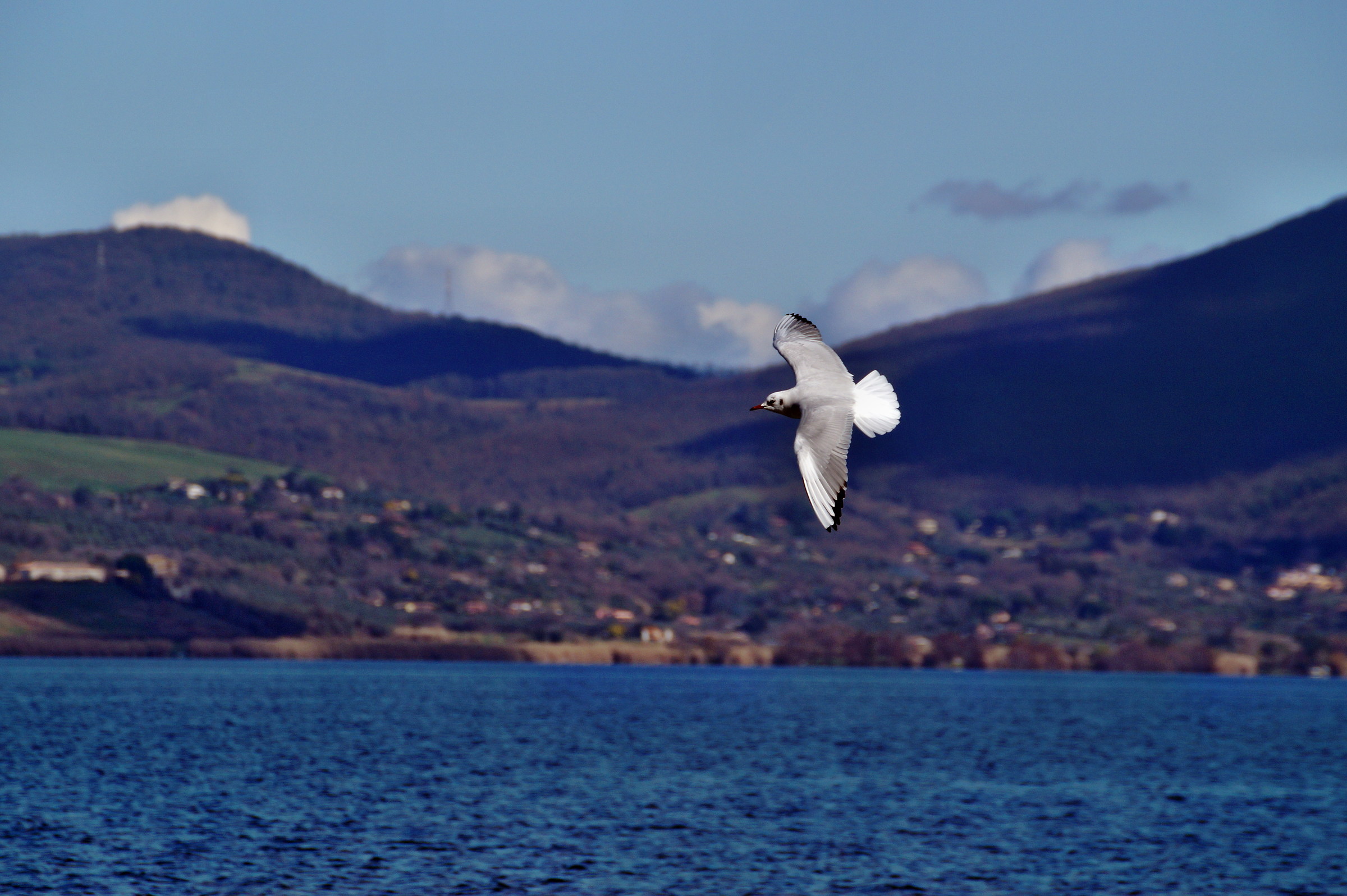 .. il volo della libertà ..