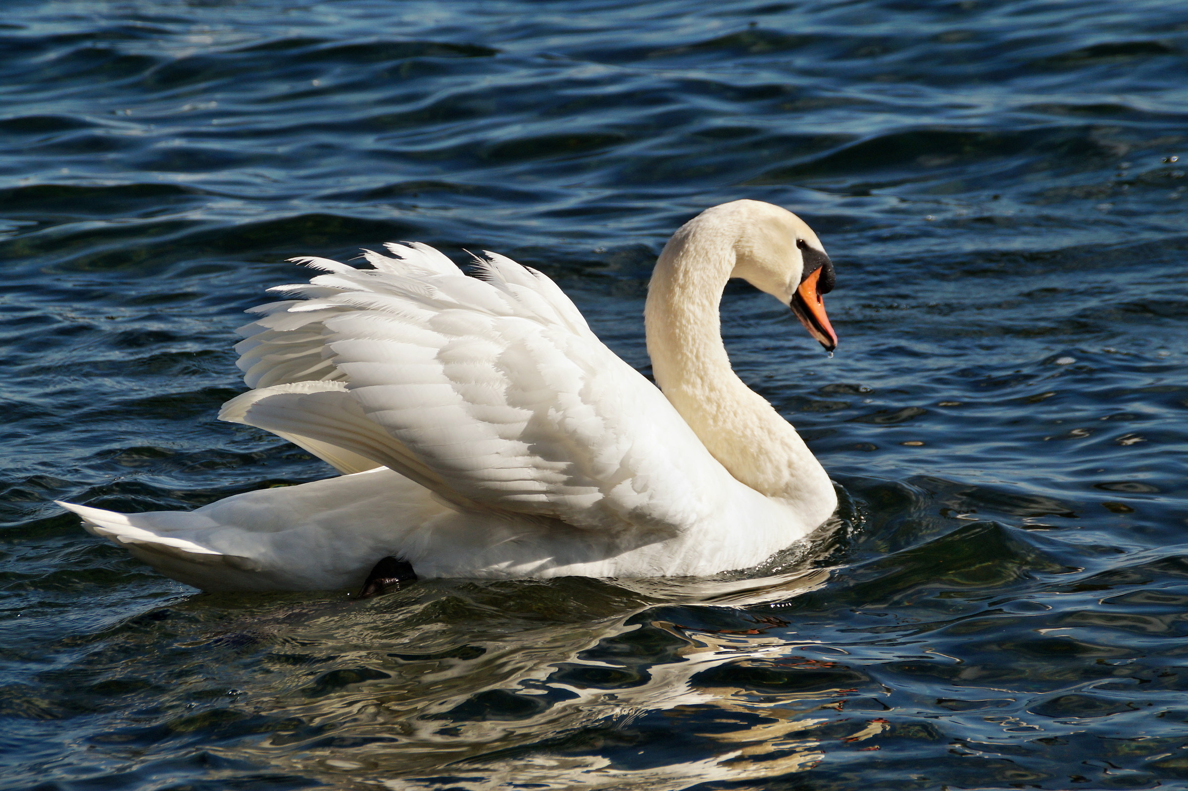 L'eleganza del cigno
