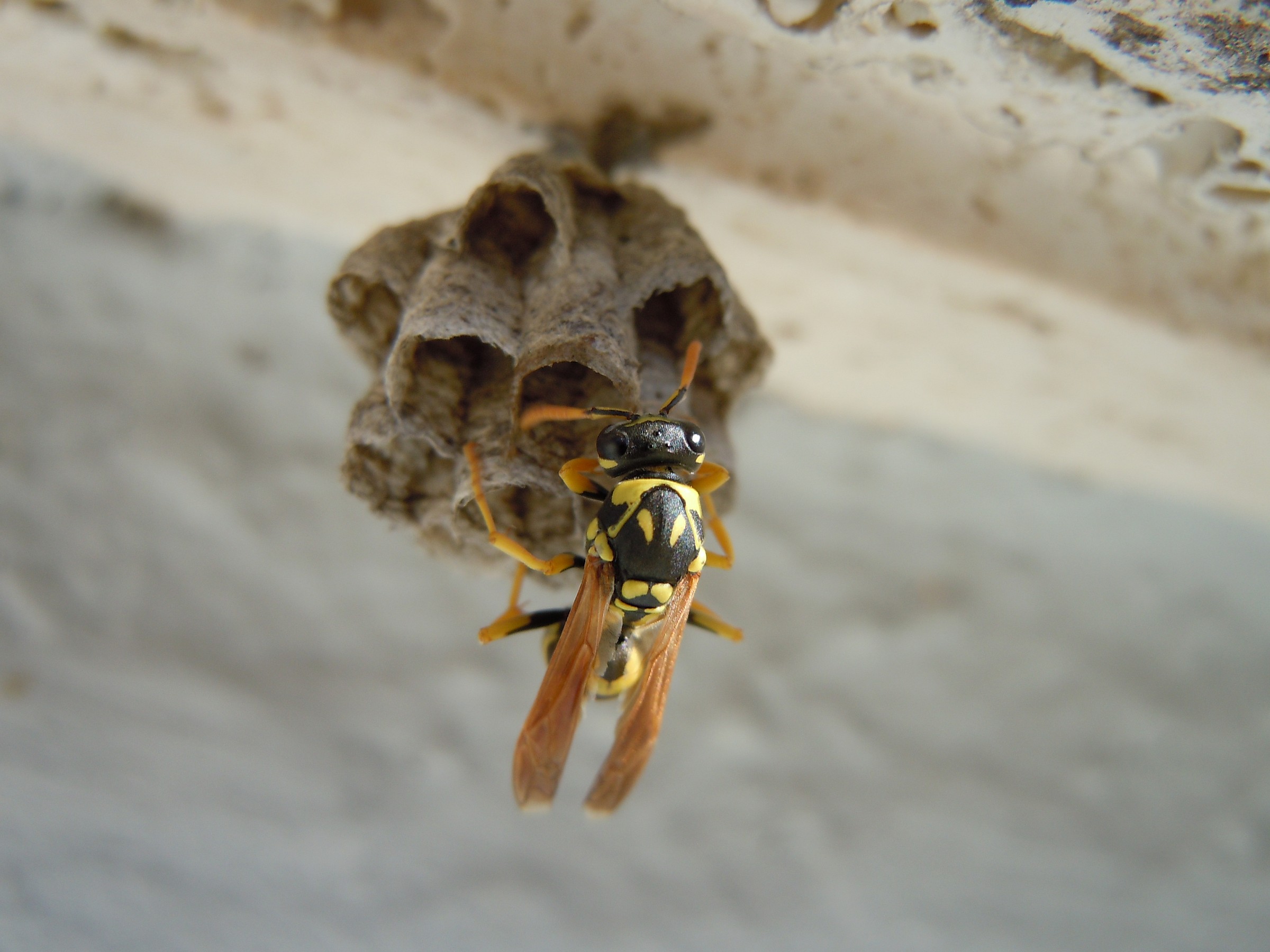 Construction company Vespedil 2012 spa