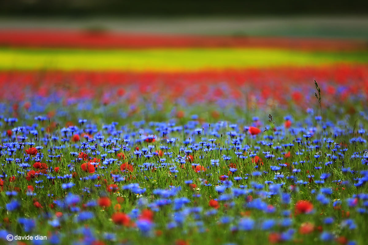 Castelluccio