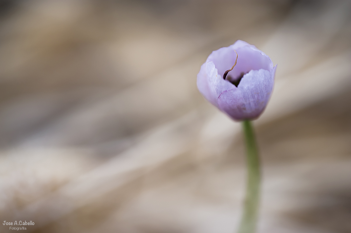 Pinceladas de amapola