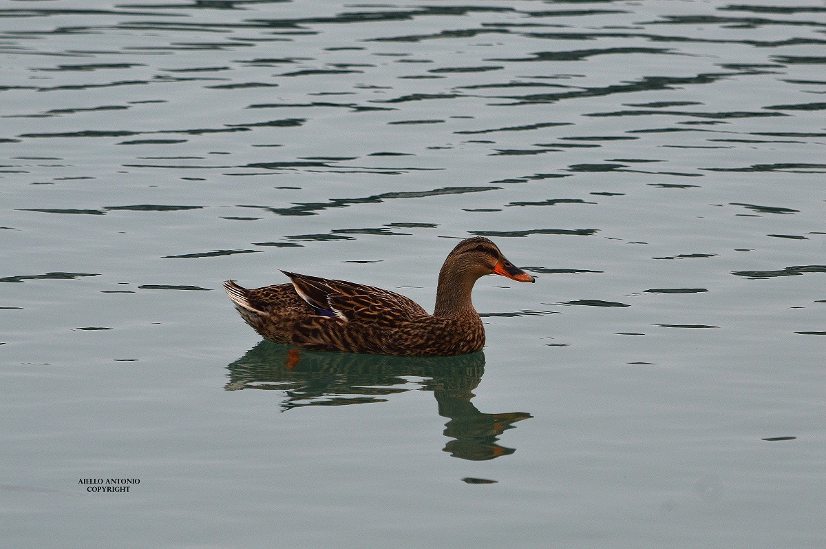 mallard