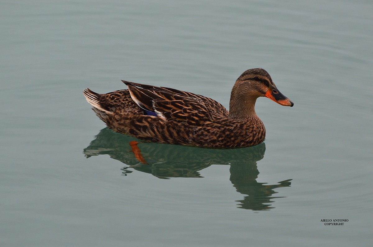 mallard
