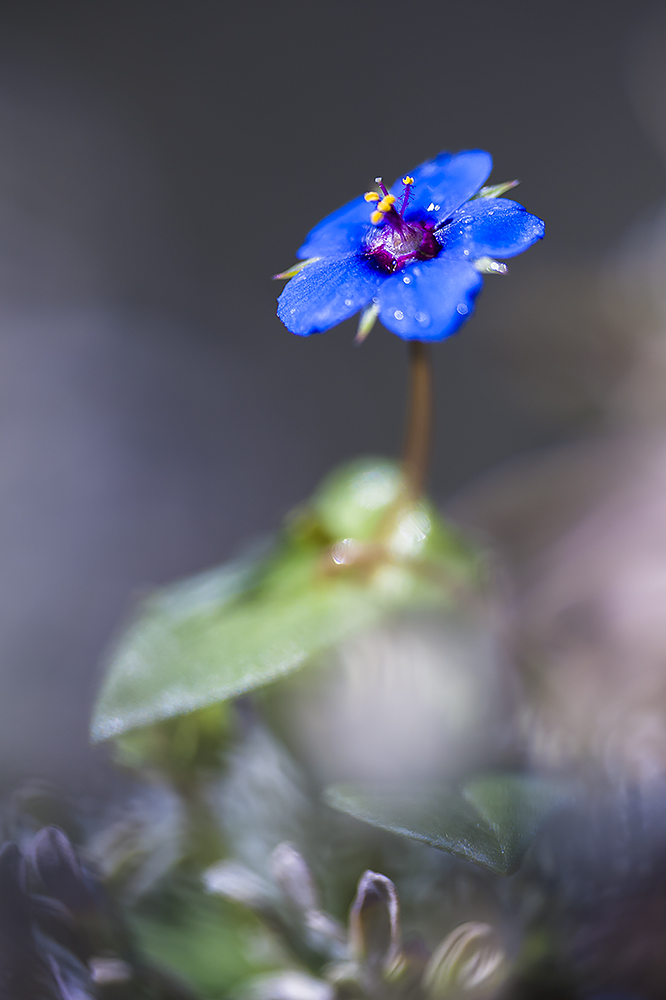 Me quieres de color azul