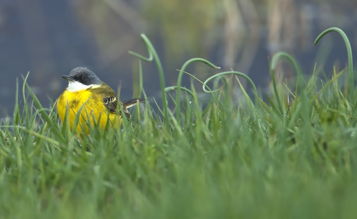 wagtail before the storm