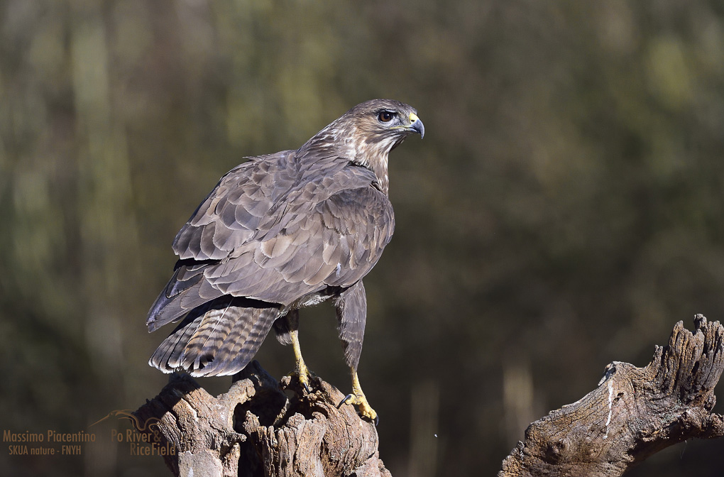 1Poiana(Buteo buteo)
