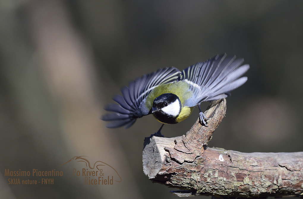 3Cinciallegra(Parus major)