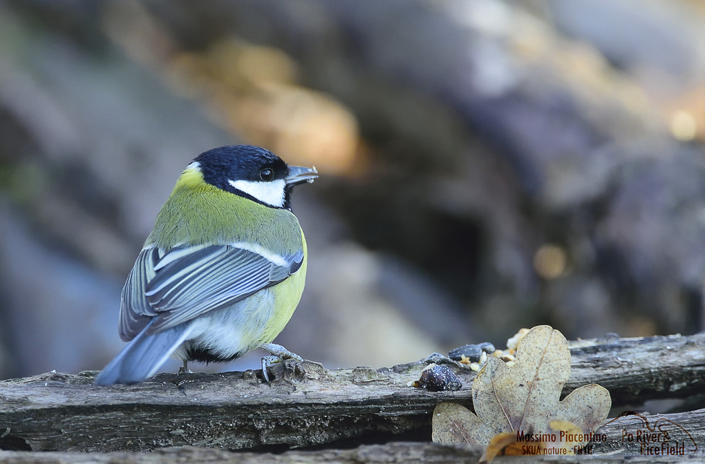 4 Cinciallegra (Parus major)