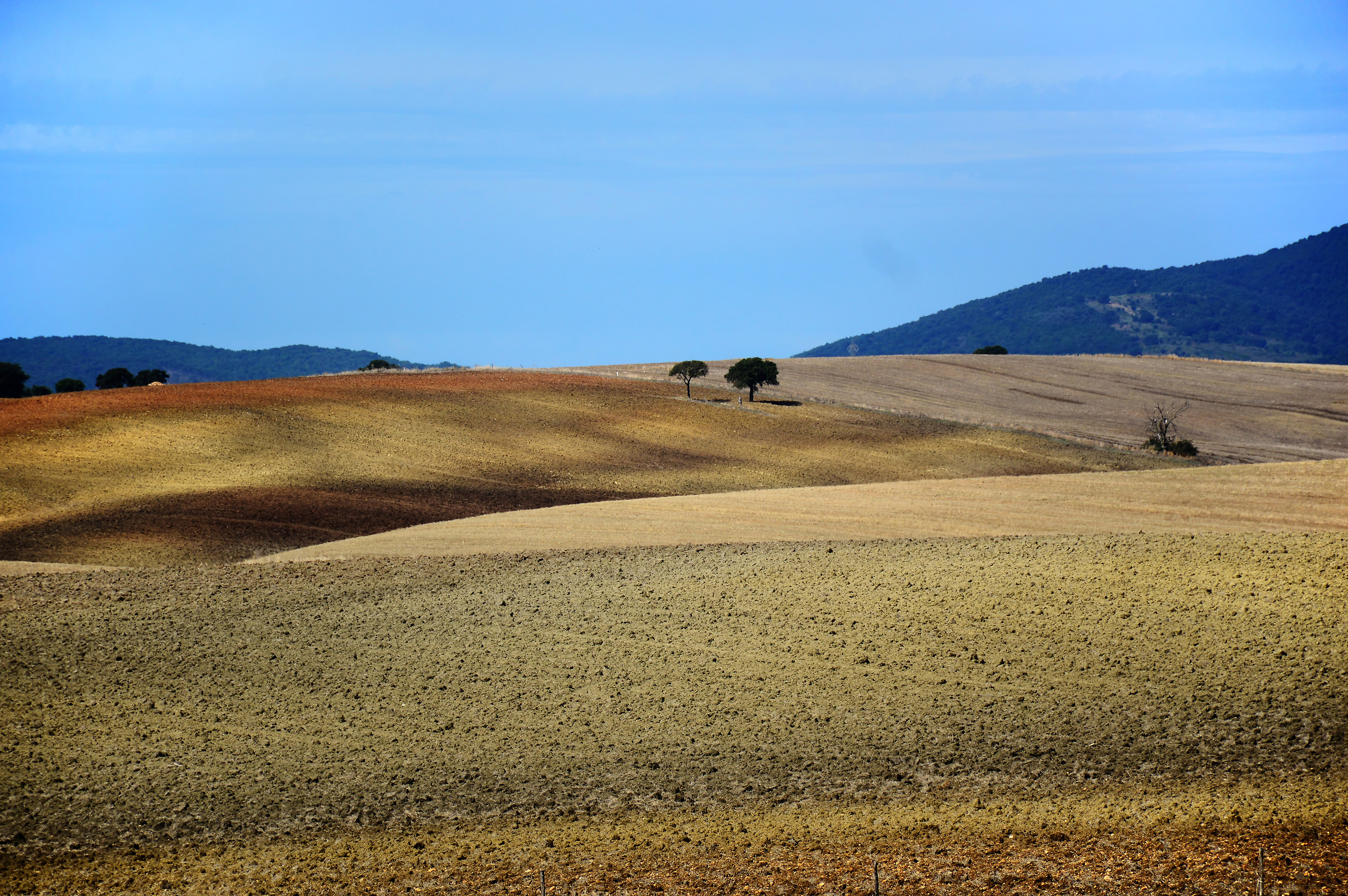 Maremma