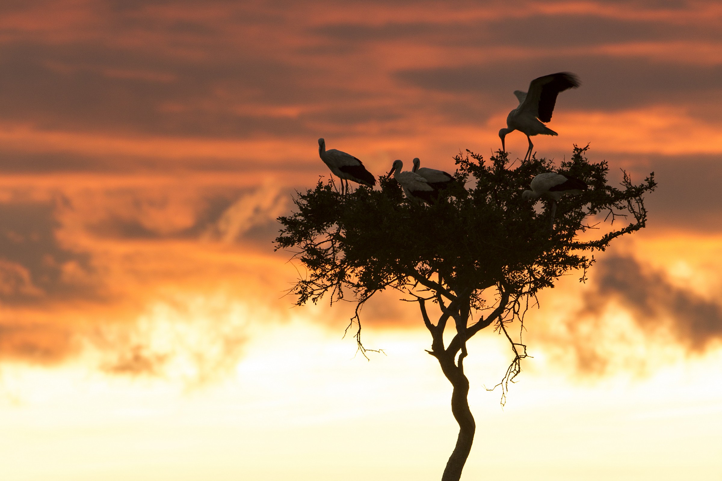 Storks at Mara