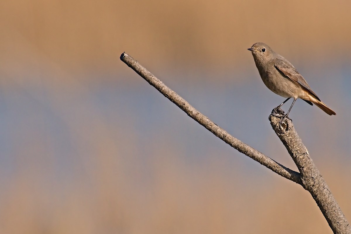 Codirosso Spazzacamino f.