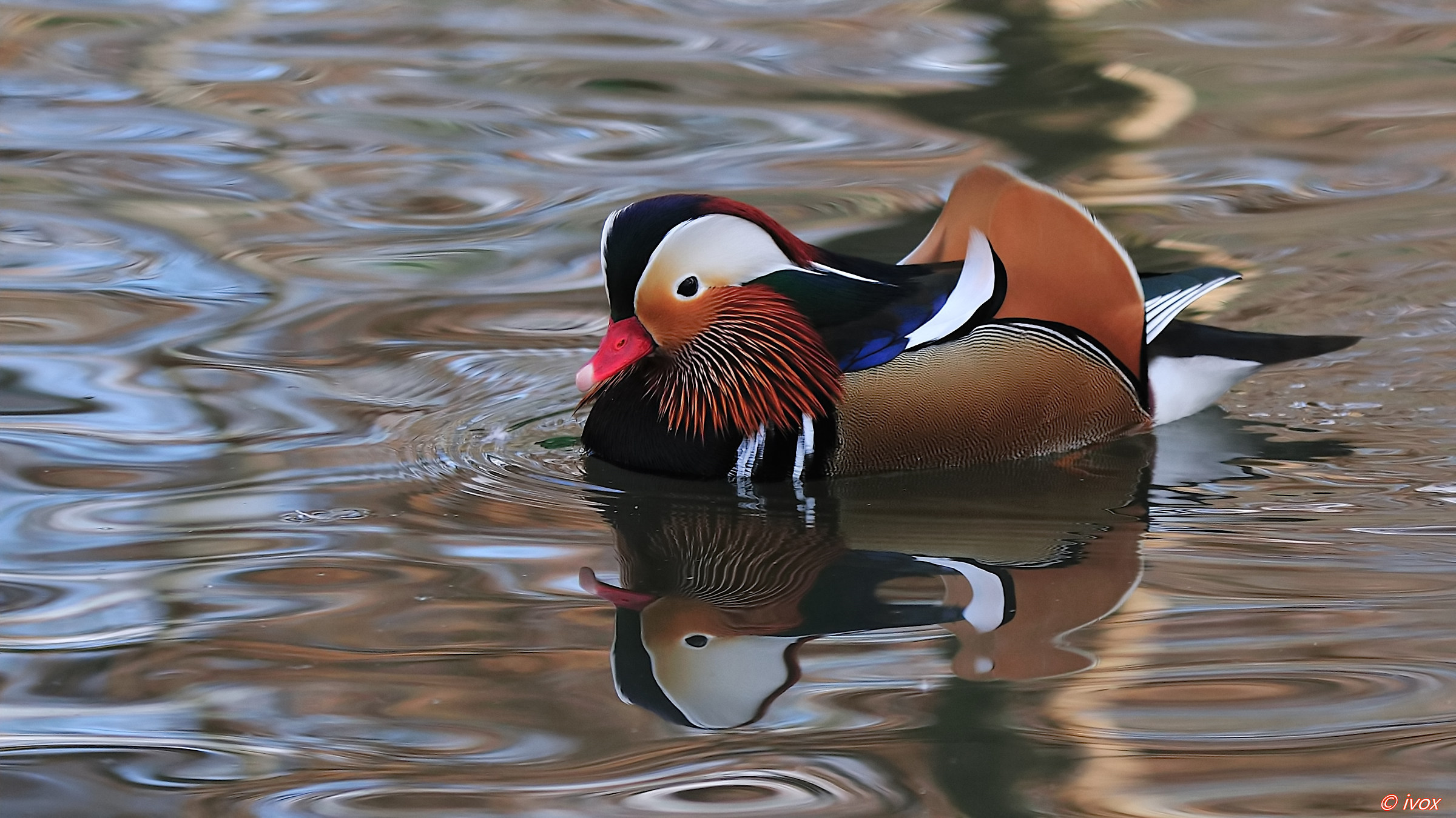 mandarin duck