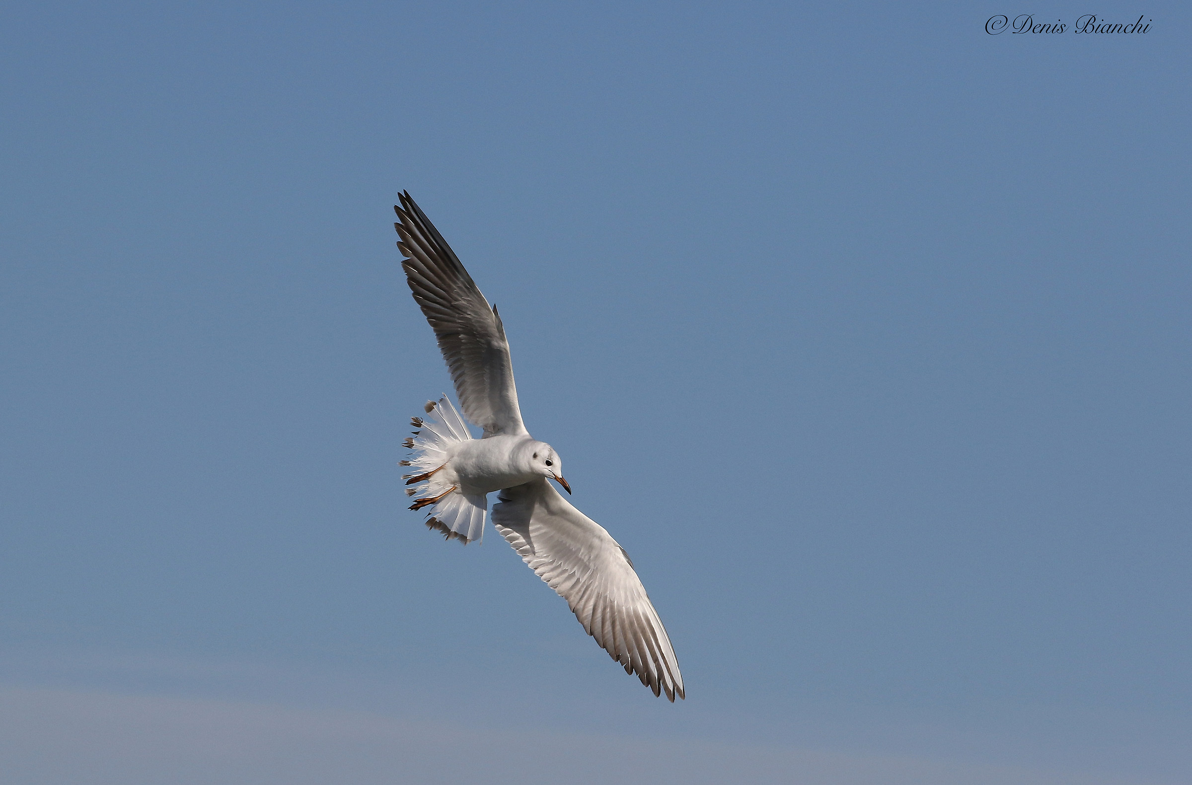 Gull (Bjuv) .Beach Romagna