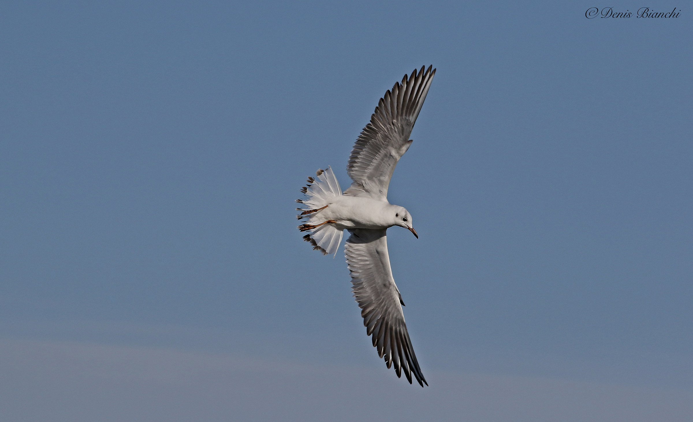 Gabbiano comune (juv.) Spiaggia romagnola