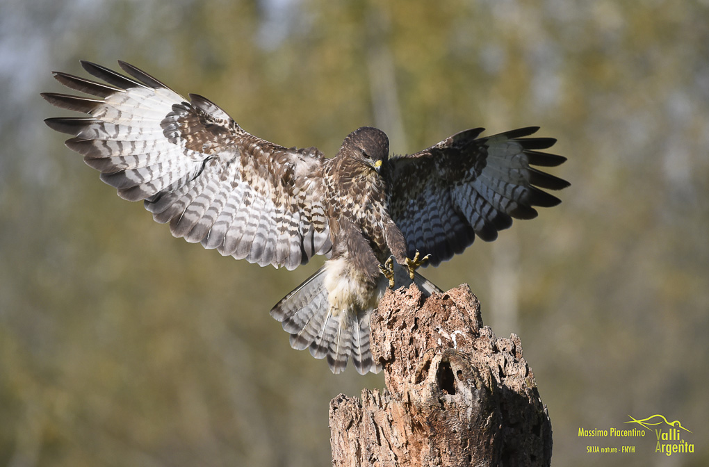 1l'atterraggio, poiana (Buteo buteo)
