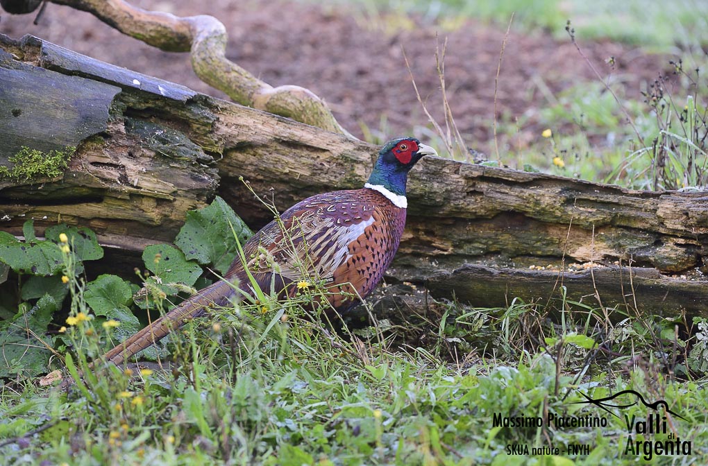 Fagiano comune(Phasianus colchicus)