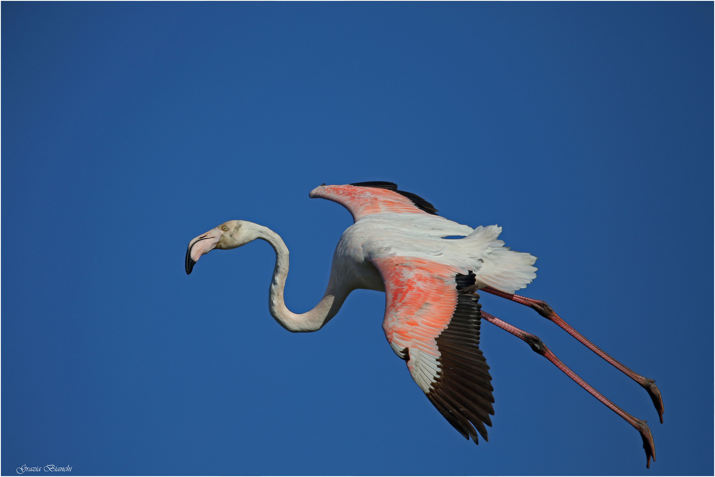 Fenicottero - Pont de Gau - Camargue