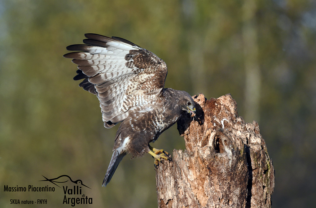 poiana (Buteo buteo)