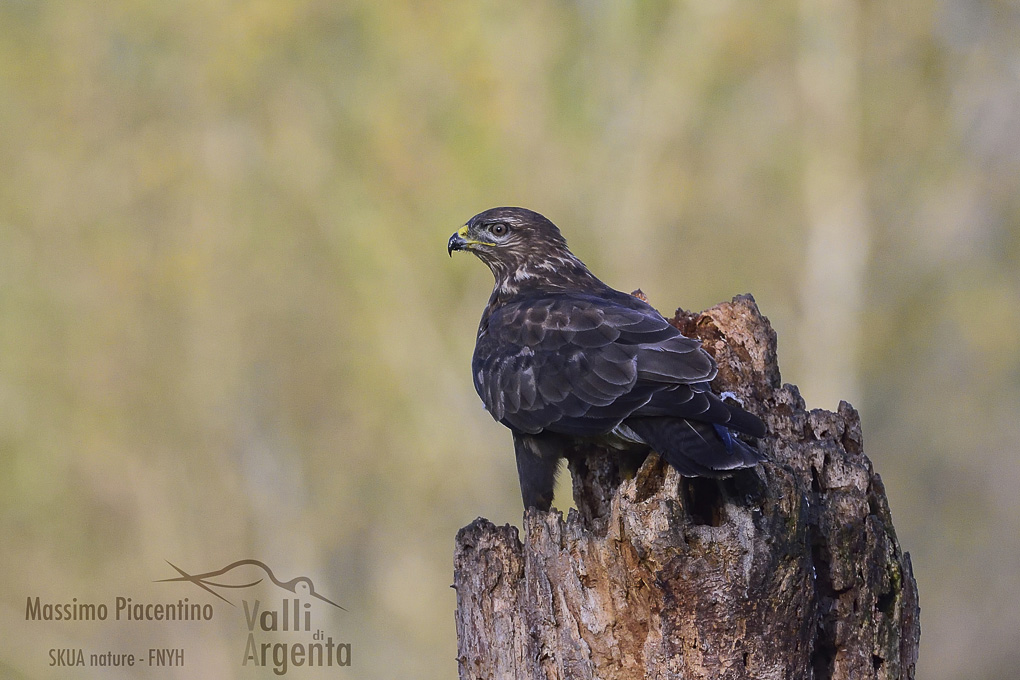 poiana (Buteo buteo)