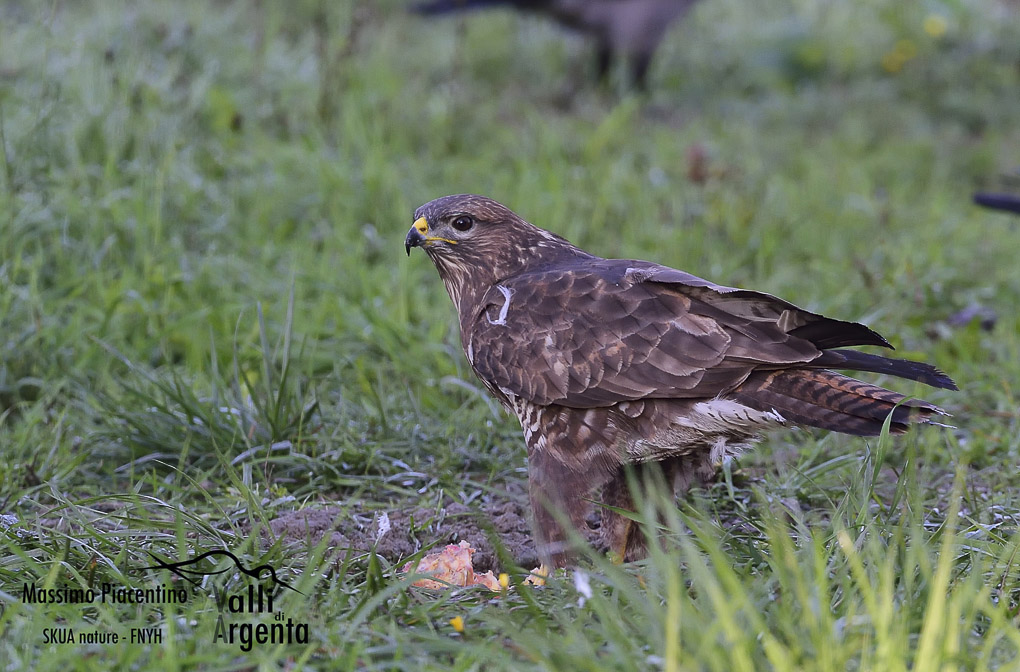 poiana (Buteo buteo)