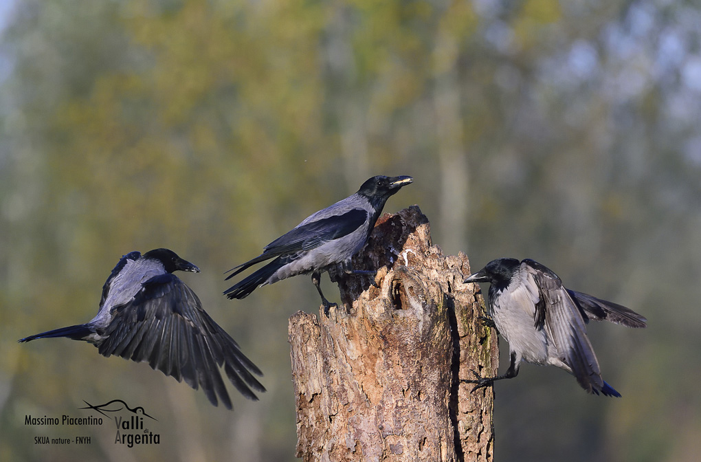 Cornacchia grigia(Corvus cornix)