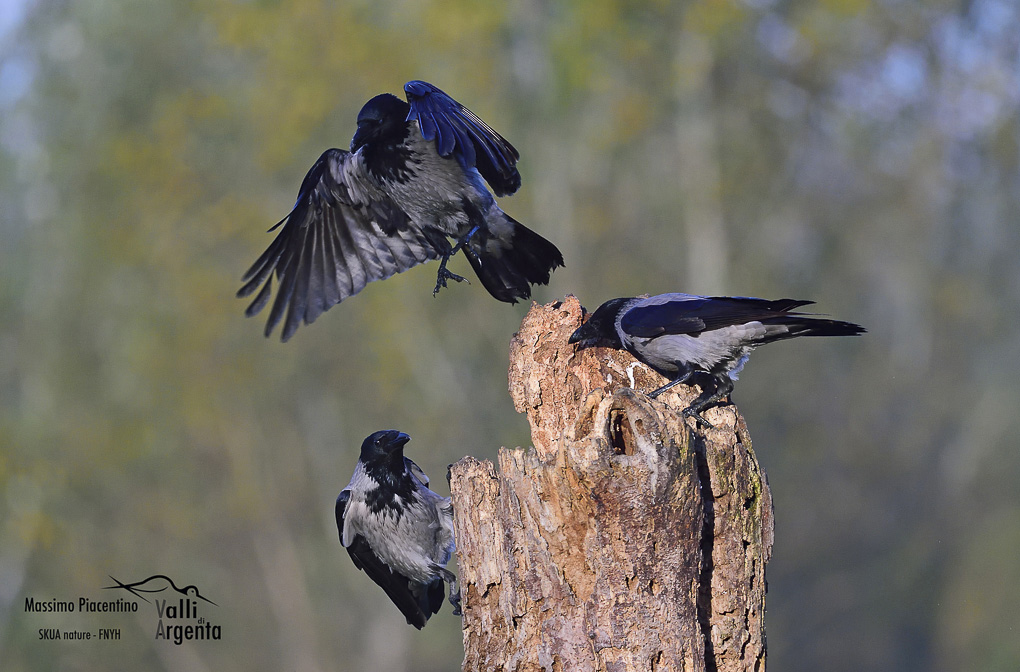 Cornacchia grigia(Corvus cornix)