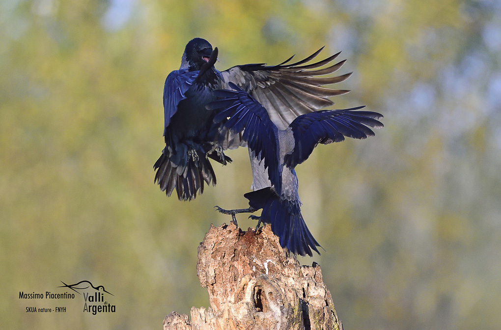 Cornacchia grigia(Corvus cornix)