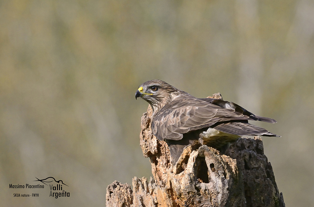 Poiana (Buteo buteo)