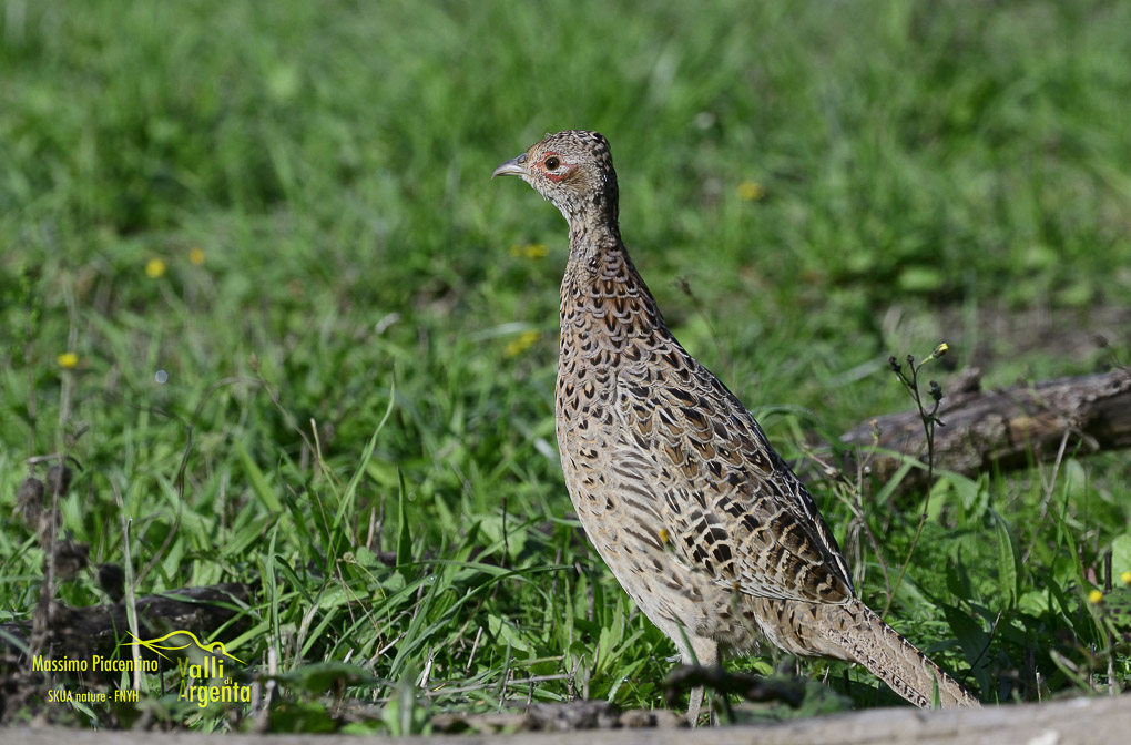 Fagiano comune(Phasianus colchicus)