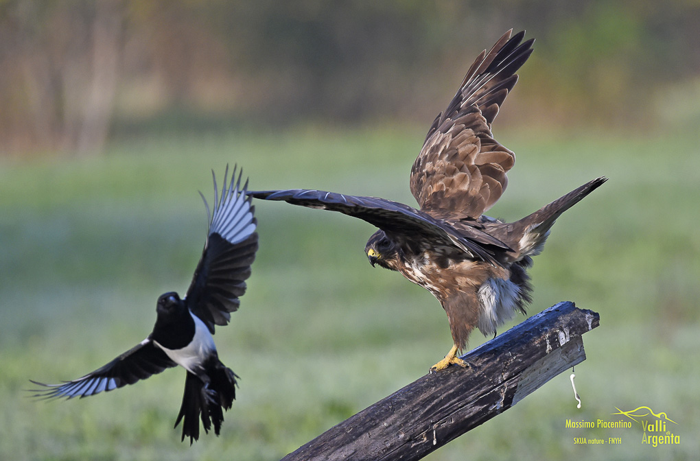 poiana (Buteo buteo)